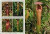 Field Guide to the Pitcher Plants of Peninsular Malaysia and Indochina