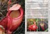 Field Guide to the Pitcher Plants of Peninsular Malaysia and Indochina