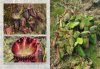 Field Guide to the Pitcher Plants of Australia and New Guinea