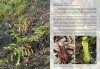Field Guide to the Pitcher Plants of Australia and New Guinea