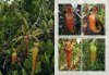 Field Guide to the Pitcher Plants of Australia and New Guinea