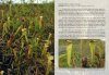 Field Guide to the Pitcher Plants of Australia and New Guinea