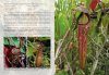 Field Guide to the Pitcher Plants of Australia and New Guinea