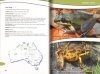 Frogs of the Lake Eyre Basin