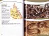 Snakes of Western Queensland