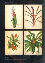 Flora Fanerogâmica do Estado de São Paulo, Volume 5 [Phanerogamic Flora of the State of São Paulo, Volume 5]
