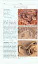 A Contribution to the Herpetology of Northern Pakistan