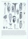 New Zealand Inventory of Biodiversity, Volume 3: Kingdoms Bacteria, Protozoa, Chromista, Plantae, Fungi