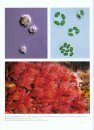 New Zealand Inventory of Biodiversity, Volume 3: Kingdoms Bacteria, Protozoa, Chromista, Plantae, Fungi