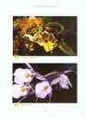 The Colombian Oncidiinae Orchids / Las Orquideas Oncidiineas de Colombia
