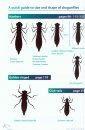 Field Guide to the Larvae and Exuviae of British Dragonflies