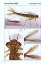 Field Guide to the Larvae and Exuviae of British Dragonflies