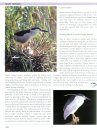 Nocturnal Birds of Southern Africa
