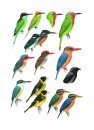 Collins Field Guide to the Birds of South-East Asia