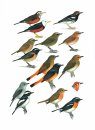 Collins Field Guide to the Birds of South-East Asia