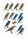 Collins Field Guide to the Birds of South-East Asia
