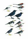 Collins Field Guide to the Birds of South-East Asia