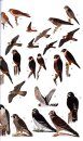 A Guide to the Birds of Trinidad & Tobago