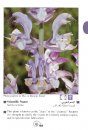Photographic Guide to Wild Flowers of Lebanon, Volume 1