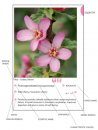 Photographic Guide to Wild Flowers of Lebanon, Volume 2