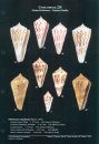 A Conchological Iconography: The Families Conilithidae and Conidae
