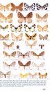 Moths of Great Britain and Ireland
