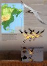The World's Rarest Birds