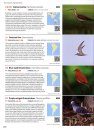 The World's Rarest Birds