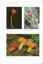 Waxcap Mushrooms of Eastern North America