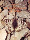 The Parnassiinae of the World, Volume 2: Szechenyii-, Acco-, Delphius-Groups [English / French]