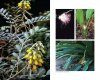 Australian Medicinal Plants