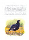 The Black Grouse