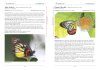 A Naturalist's Guide to the Butterflies of Borneo