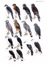 Guia Completo para Identificação das Aves do Brasil (2-Volume Set) [A Complete Guide to the Identification of Brazilian Birds]