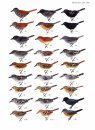 Guia Completo para Identificação das Aves do Brasil (2-Volume Set) [A Complete Guide to the Identification of Brazilian Birds]
