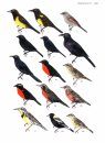 Guia Completo para Identificação das Aves do Brasil (2-Volume Set) [A Complete Guide to the Identification of Brazilian Birds]