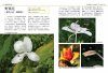 Native Plants of Northern Taiwan [Chinese]
