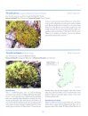 Rare and Threatened Bryophytes of Ireland