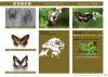 A Photographic Monograph on Hong Kong Butterflies, Volume 2