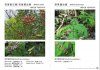 A Photographic Monograph on Hong Kong Butterflies, Volume 2