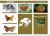A Photographic Monograph on Hong Kong Butterflies, Volume 3