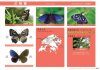A Photographic Monograph on Hong Kong Butterflies, Volume 3