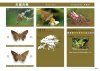 A Photographic Monograph on Hong Kong Butterflies, Volume 4