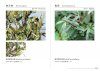 A Photographic Monograph on Hong Kong Butterflies, Volume 4
