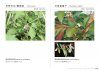 A Photographic Monograph on Hong Kong Butterflies, Volume 4