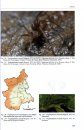 Subterranean Arachnids of the Western Italian Alps / Aracnidi Sotterranei delle Alpi Occidentali Italiane