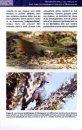Histoire Naturelle des Familles et Sous-familles Endémiques d'Oiseaux de Madagascar [Natural History of the Endemic Bird Families and Subfamilies of Madagascar]
