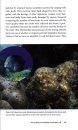 Corals of Florida & the Caribbean