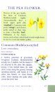 Scottish Wild Flowers (Mini Guide)