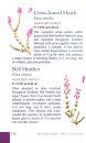 Scottish Wild Flowers (Mini Guide)